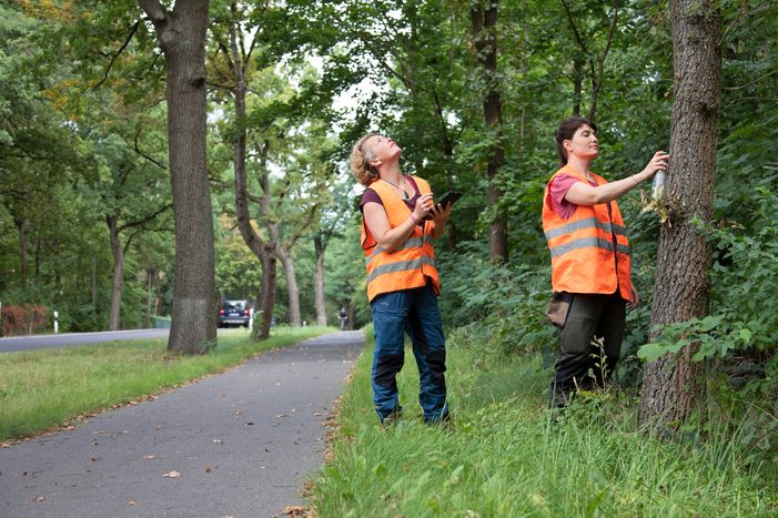 Madeleine Zahn und eine Mitarbeiterin prüft einen Baum am Radweg